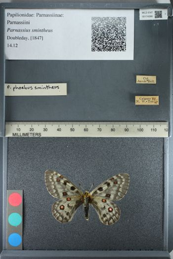 Media type: image;   Entomology 174386